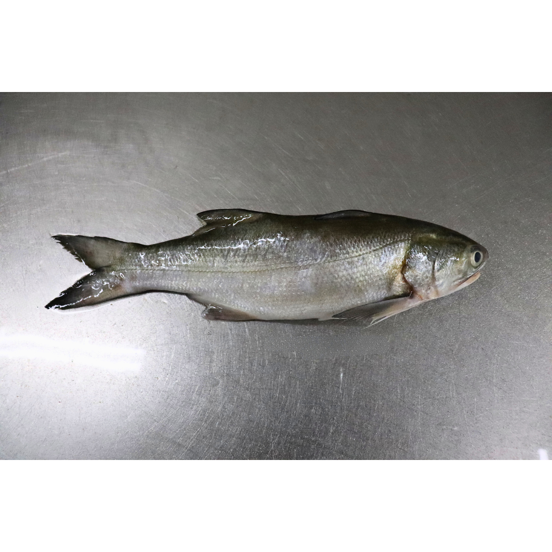 threadfin